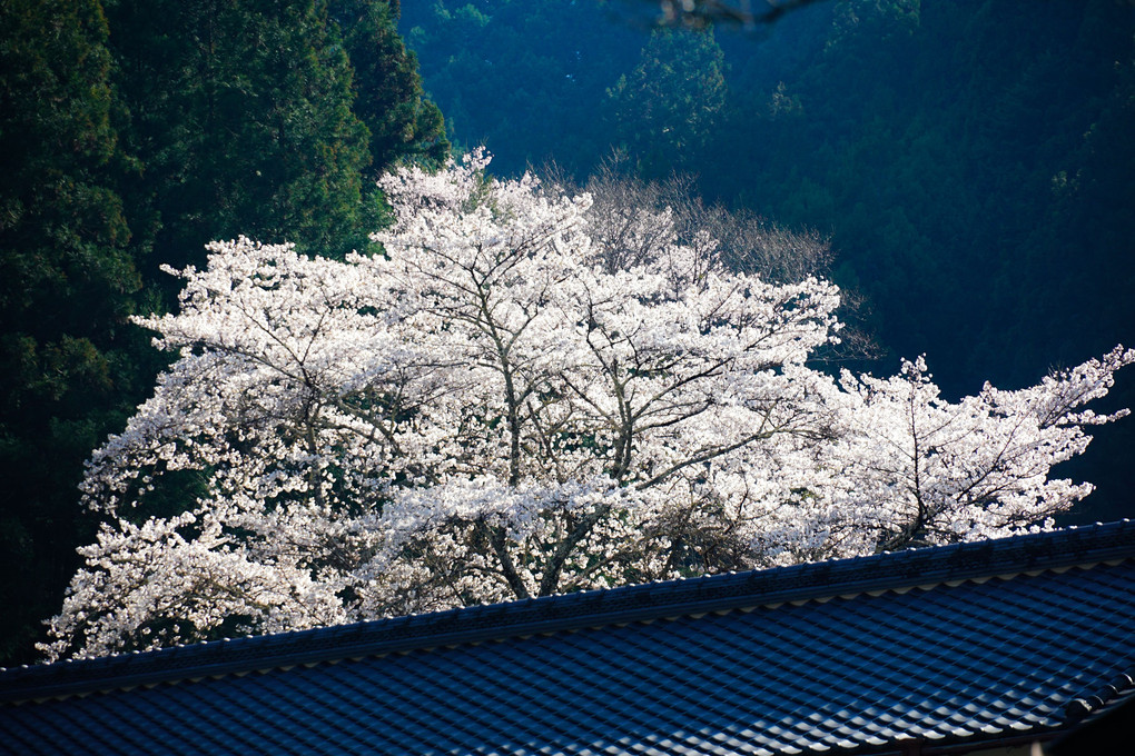 四月の桜(^_^)