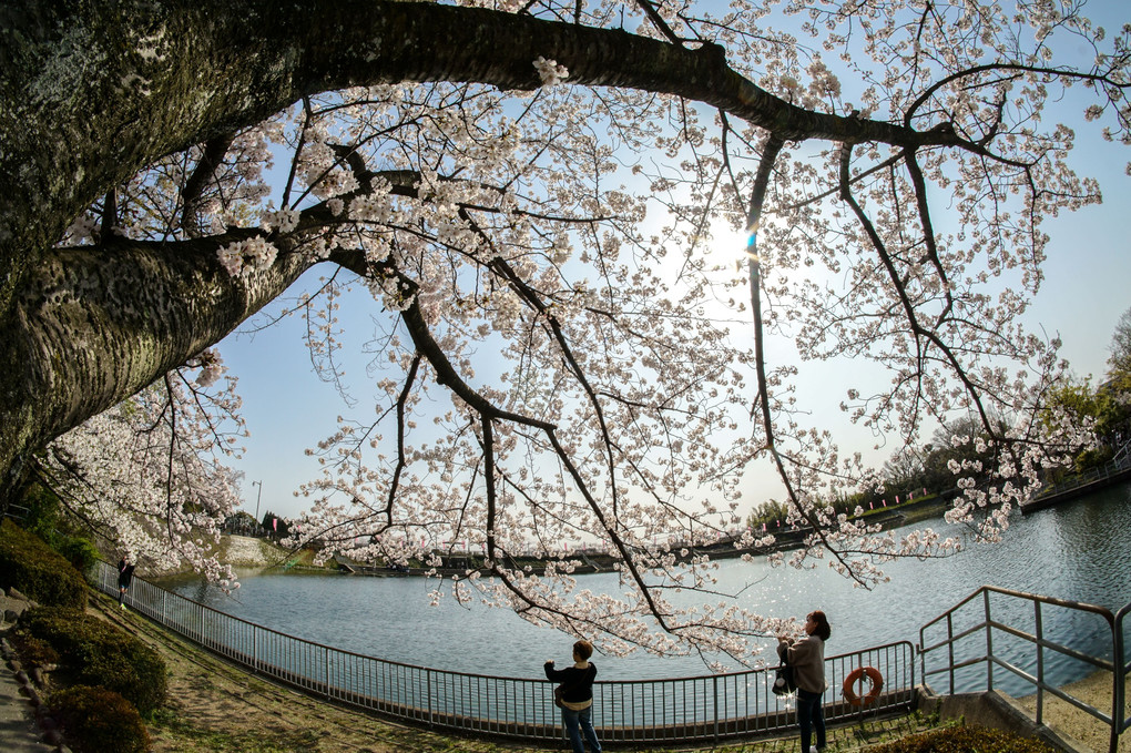 桜を風変わりスタイルで(^o^)