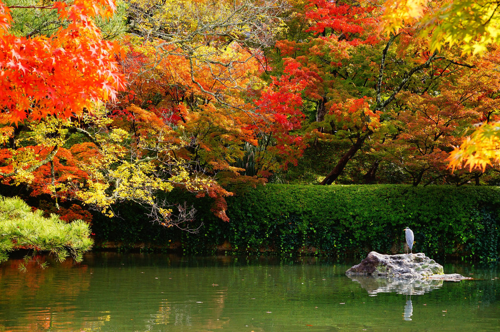 紅葉真っ盛り～永観堂