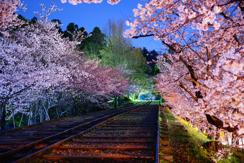 桜咲く古の鉄路