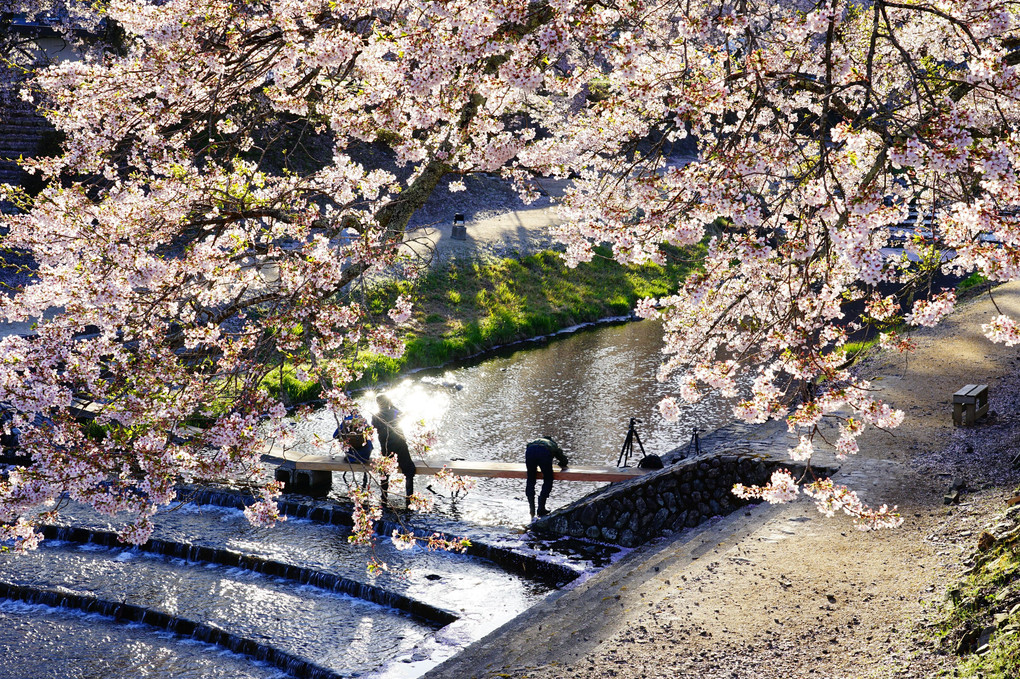 うぐい川の桜並木と、激写する人たち