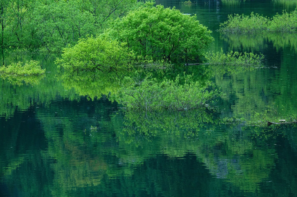 新緑の室生湖