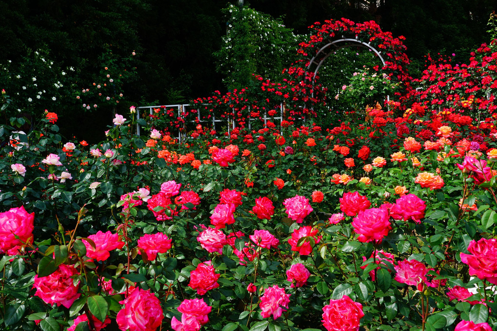 薔薇の園