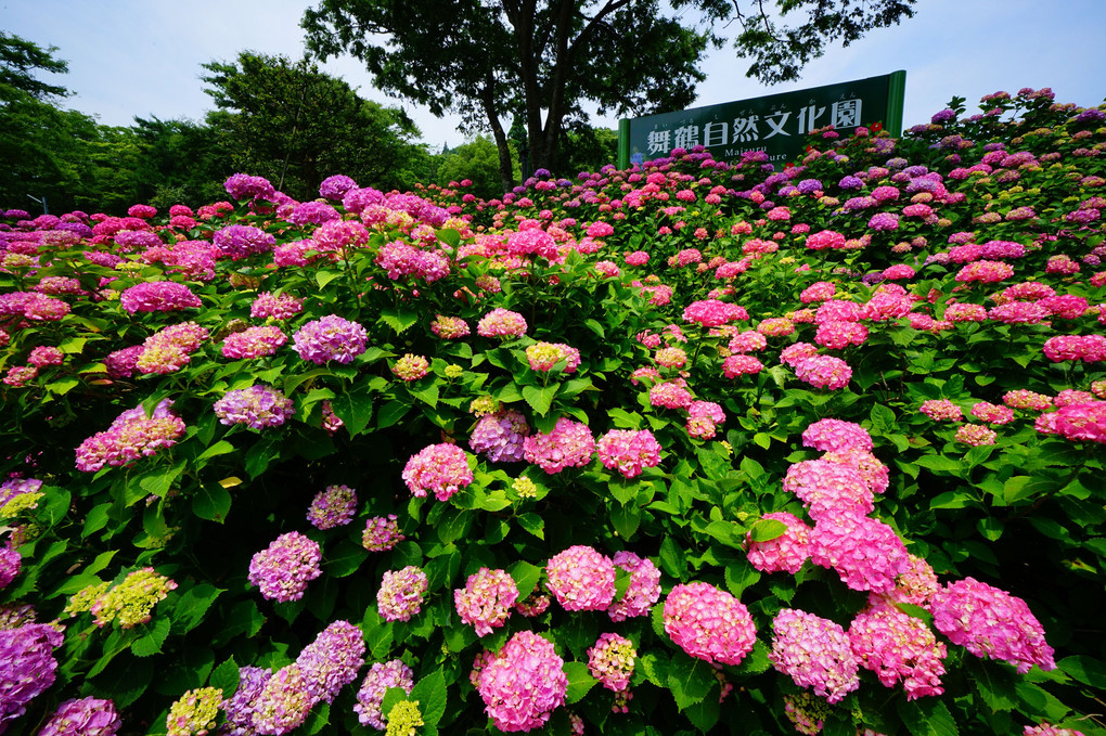 舞鶴自然文化園の紫陽花
