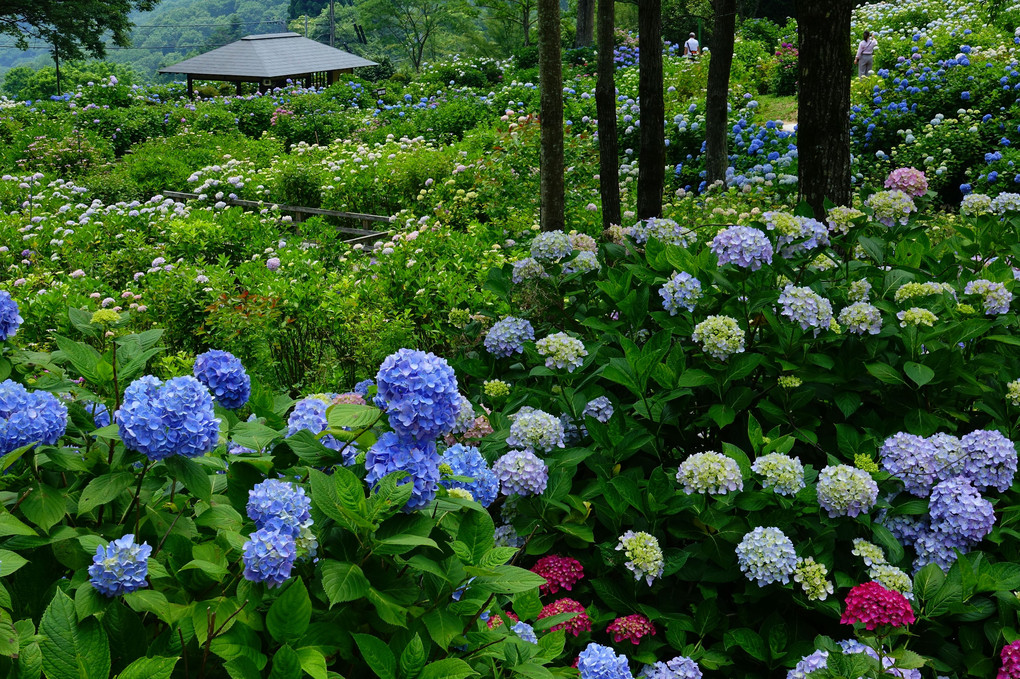 舞鶴自然文化園の紫陽花