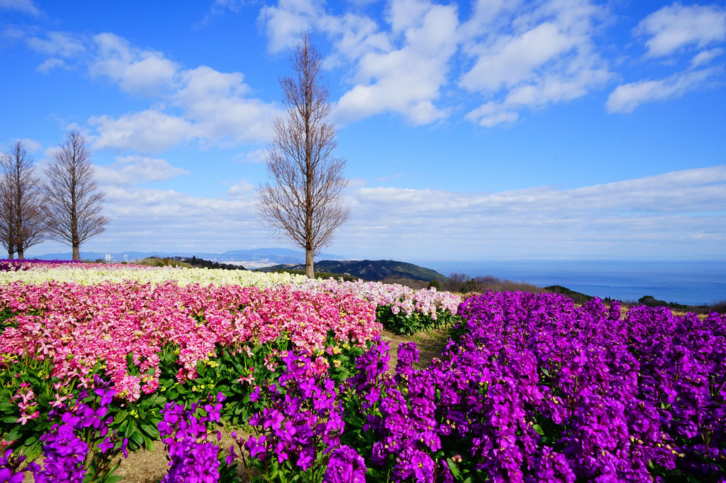大阪湾を見下ろす花畑