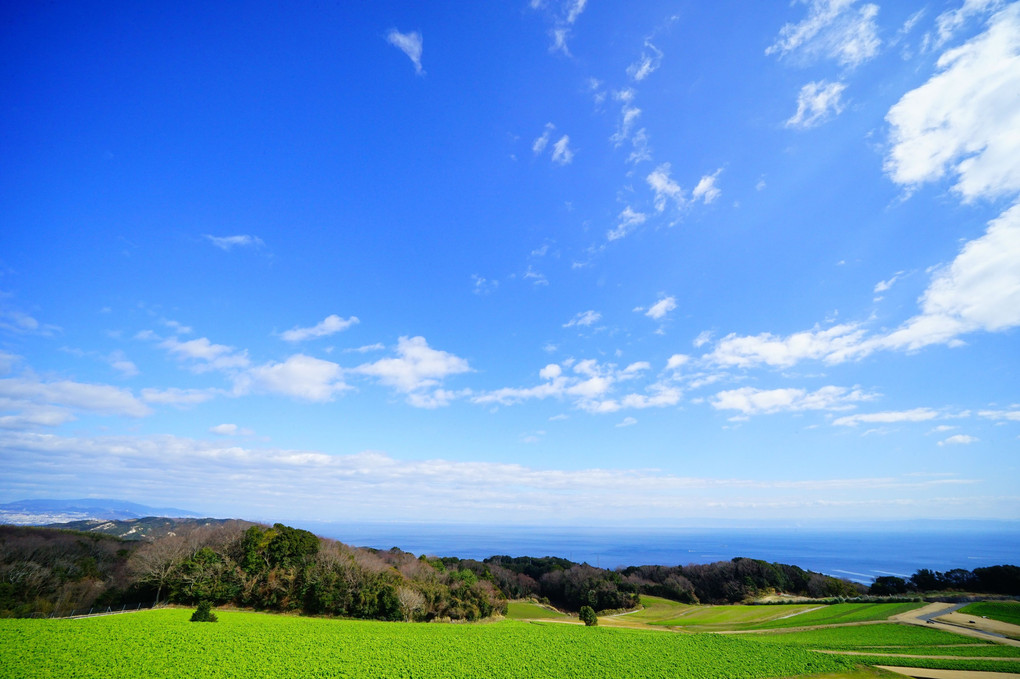 大阪湾を見下ろす花畑