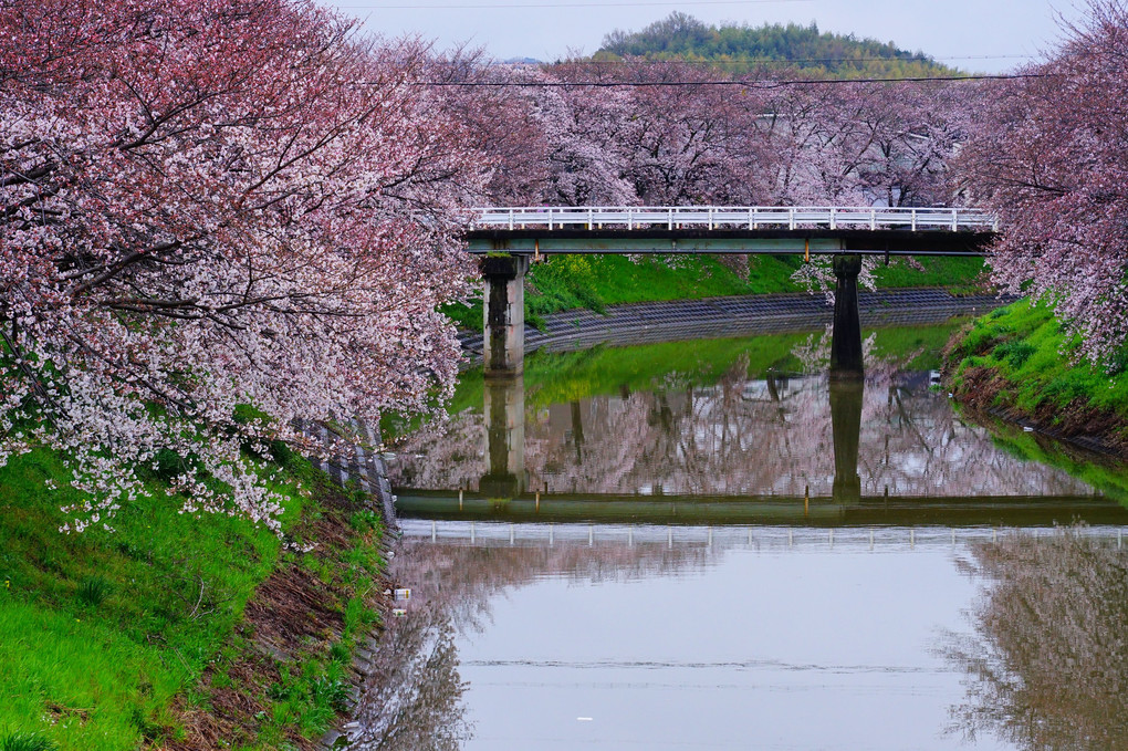 フィルム橋の桜風景