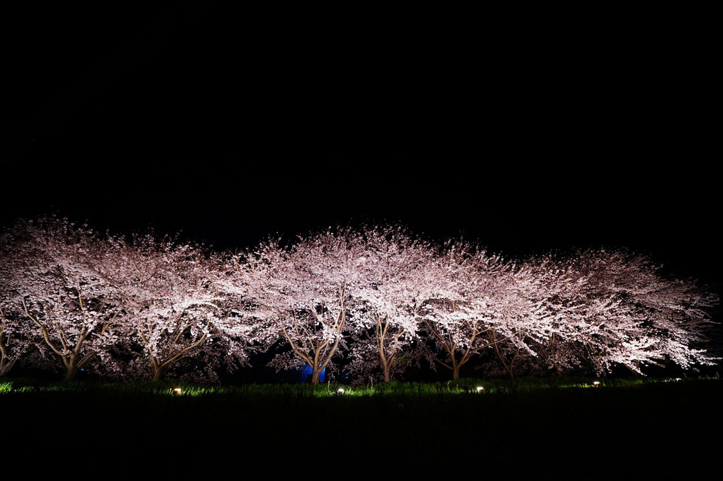 ひとりきりの夜桜