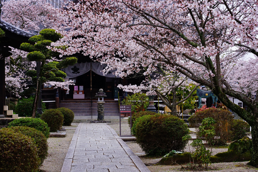 桜飾りのフレーム