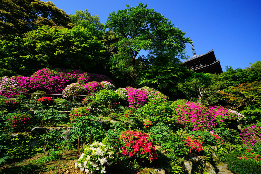 季節の花