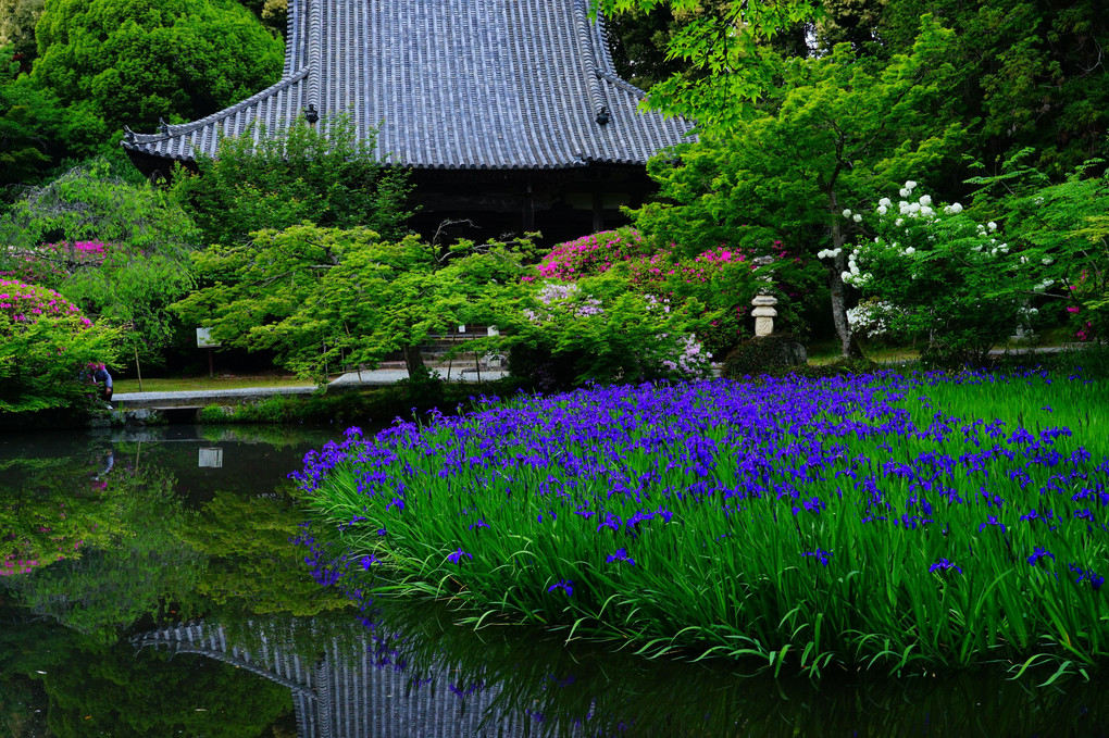 杜若の寺