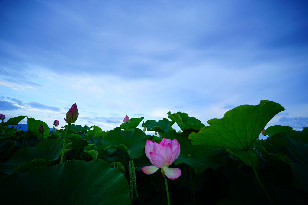 夕暮れのハス畑