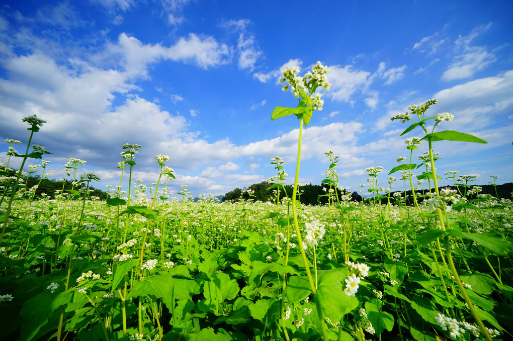 秋空に蕎麦の花