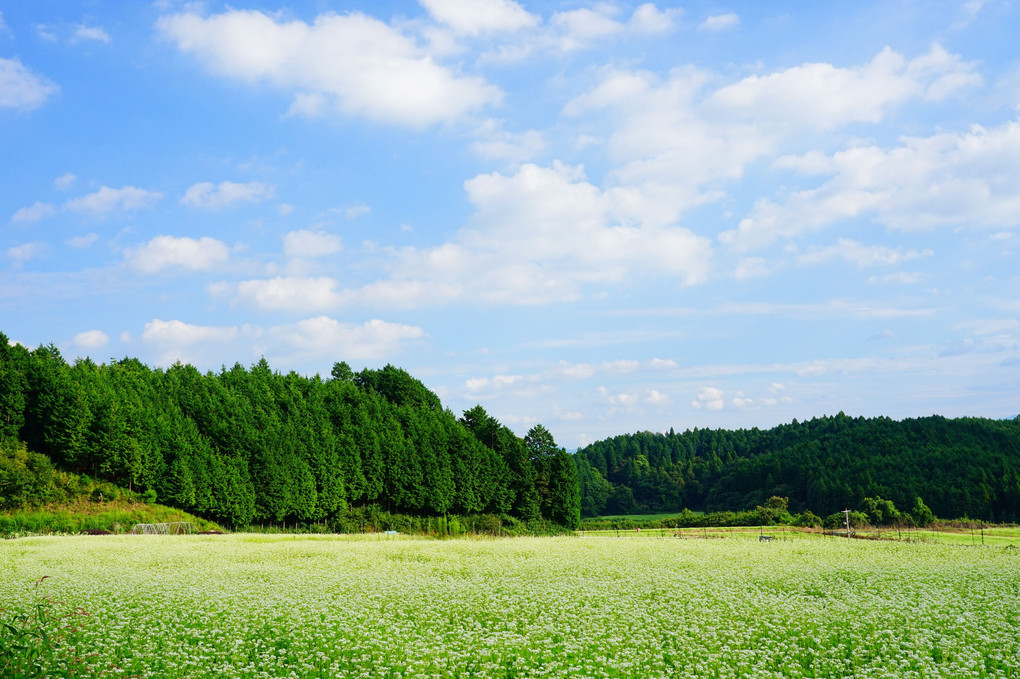 秋空に蕎麦の花