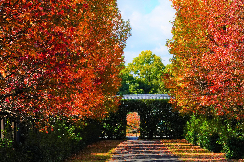 秋色の回廊