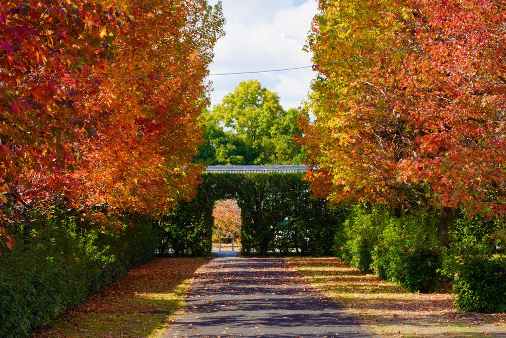 秋色の回廊