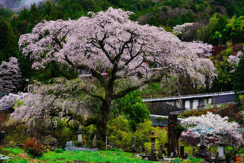 信州の桜めぐり