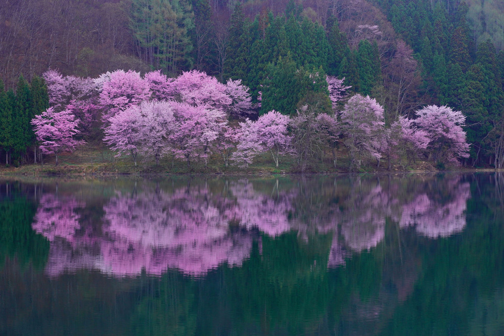 信州花紀行