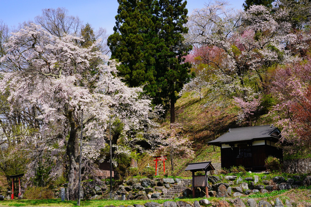 信州花紀行