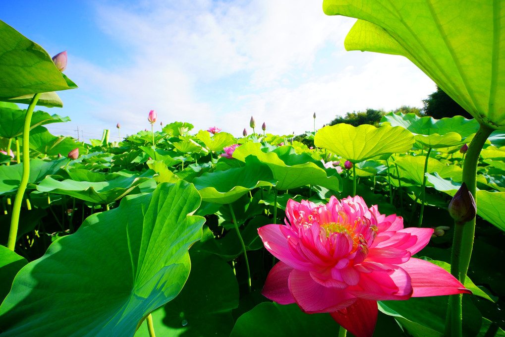 夏の花・花・花