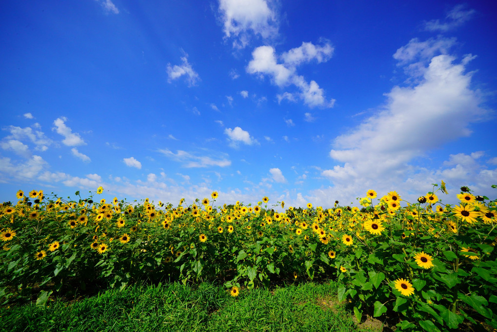 夏の花・花・花