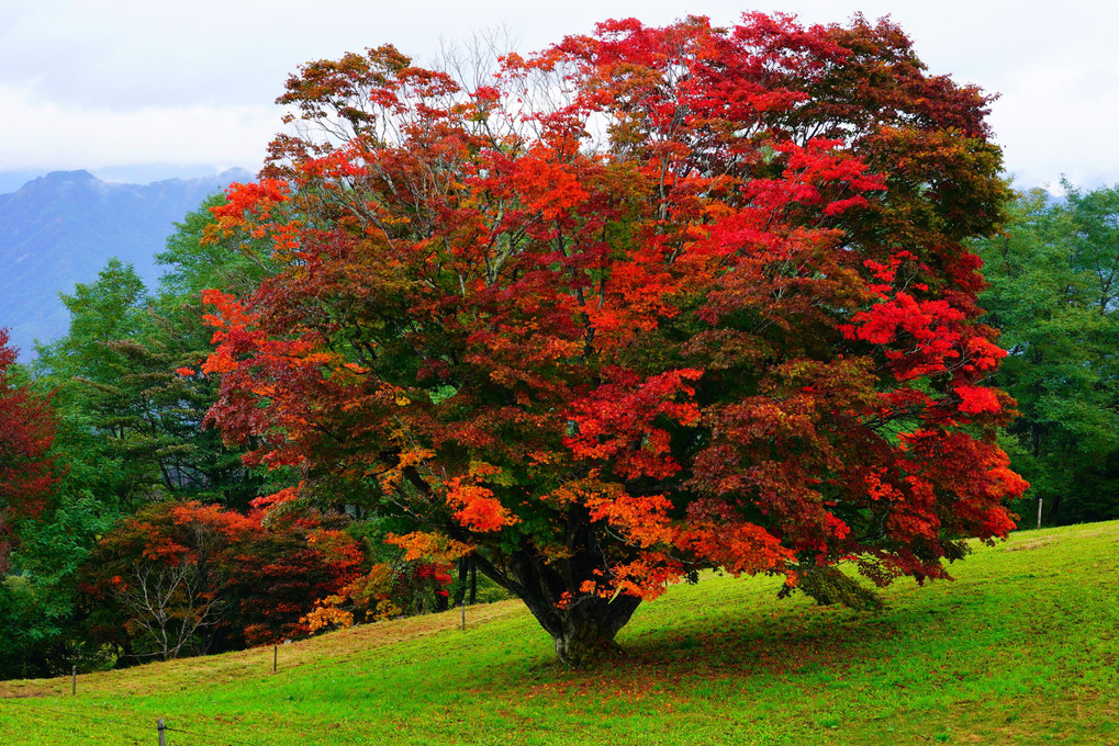長野の紅葉満喫ツアー