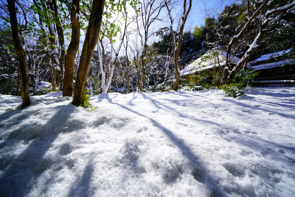雪の苔庭