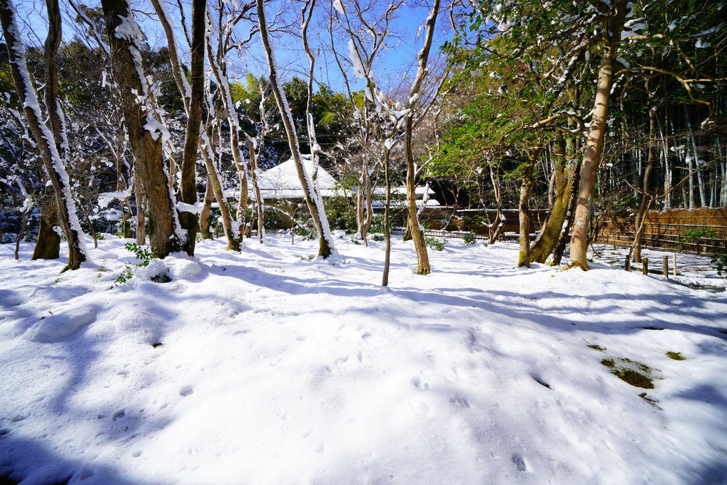 雪の苔庭