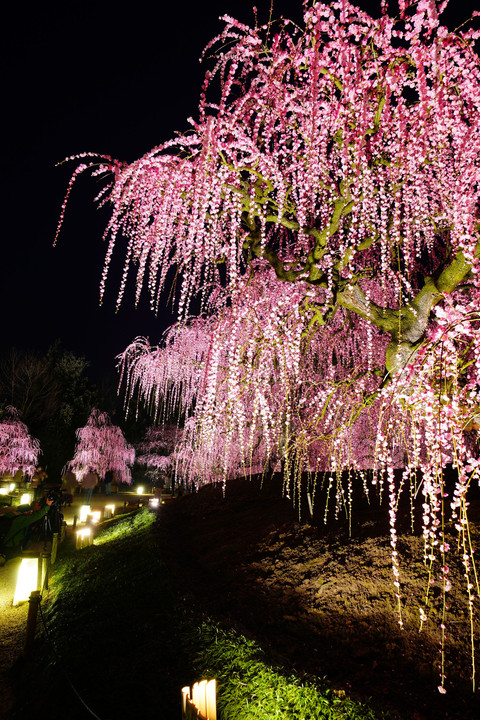 花火のように