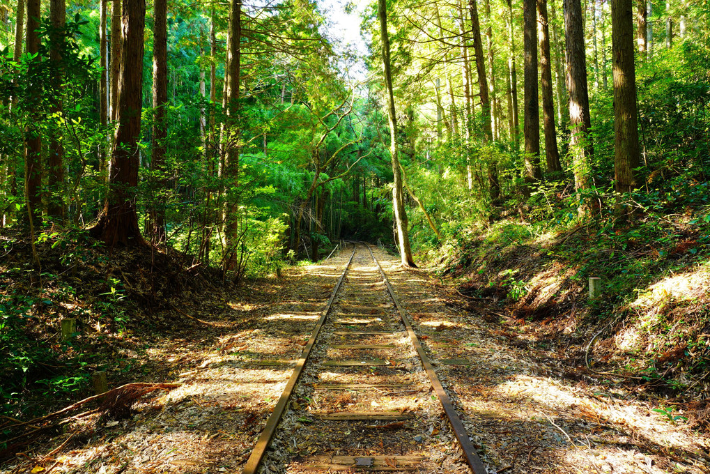 竹林の廃線跡