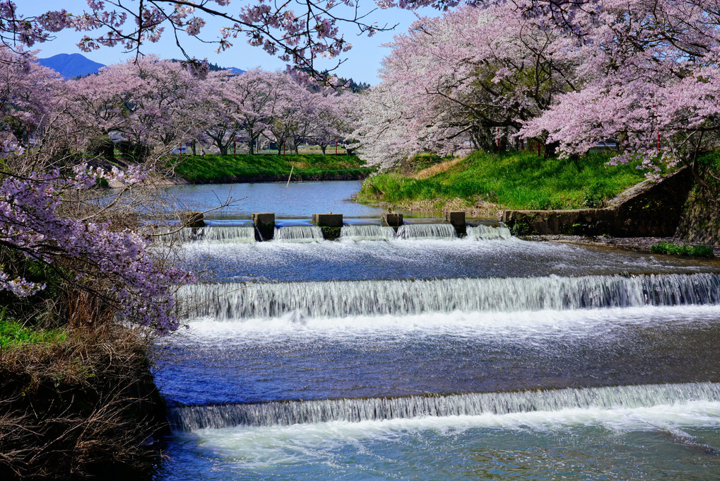 春の宇陀川