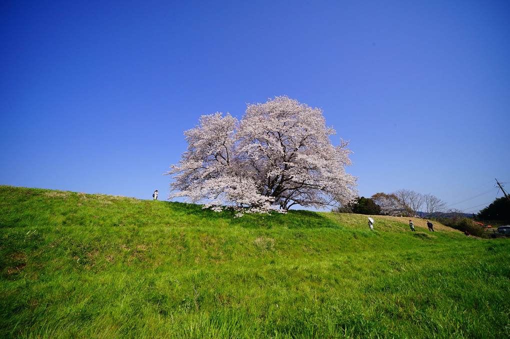 土手の上の大きな桜