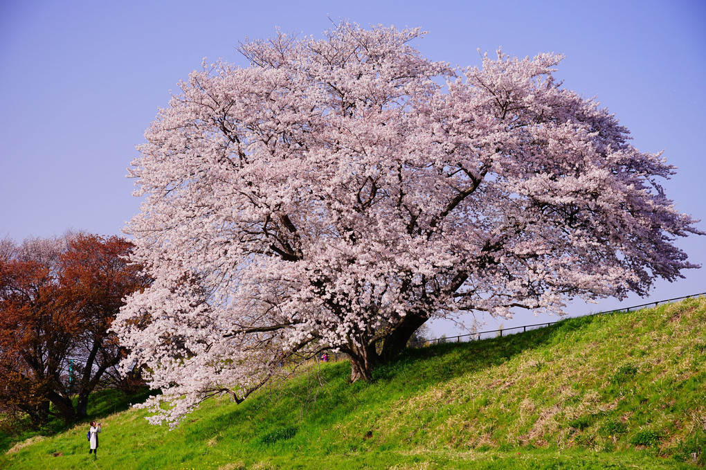 土手の上の大きな桜