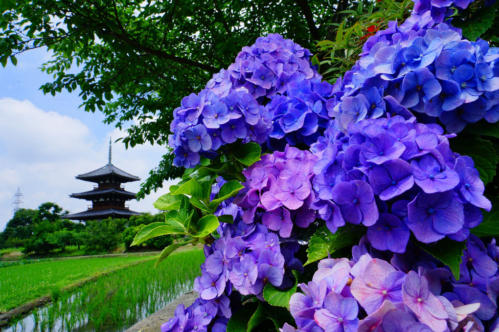 紫陽花と三重塔