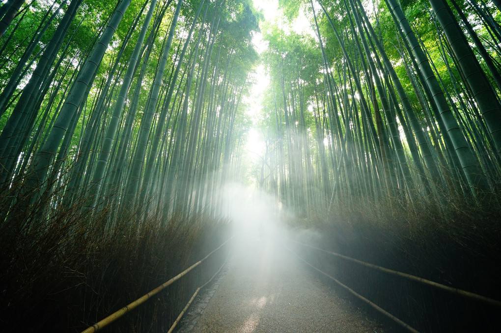 煙る竹林の道