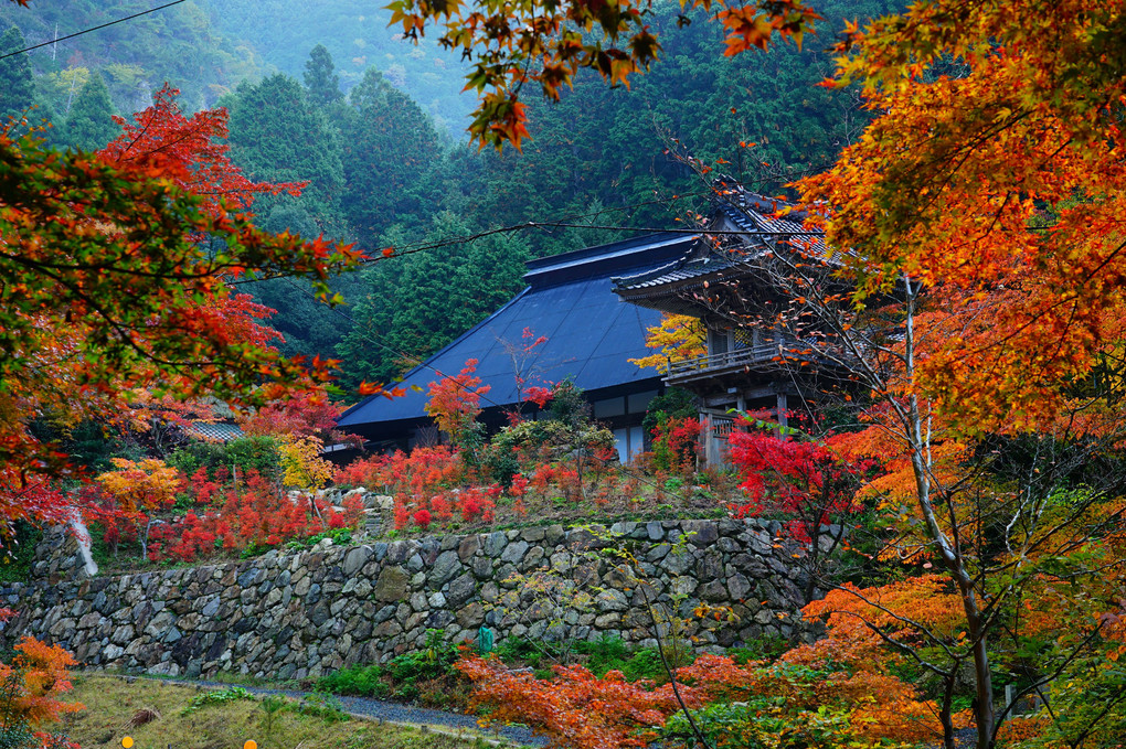 目覚めの紅葉