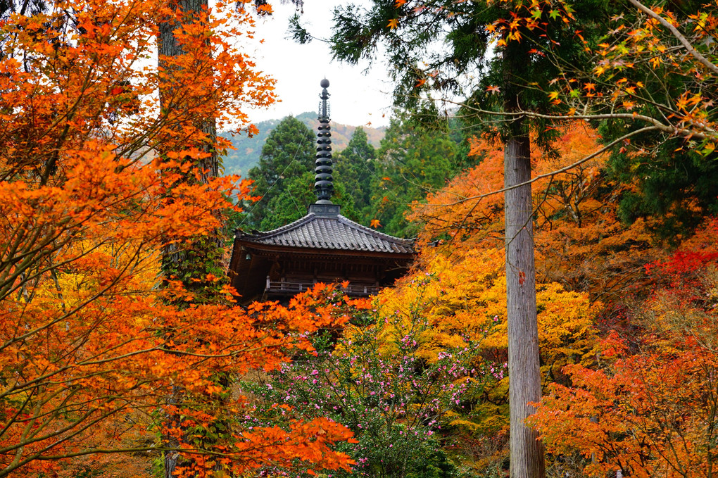 秋彩の高源寺