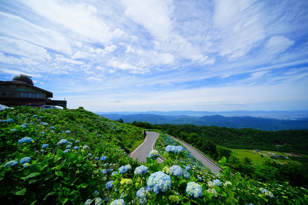 天空の紫陽花