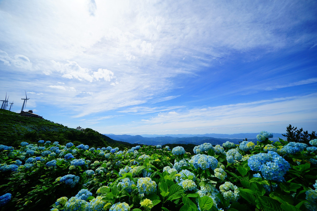 天空の紫陽花