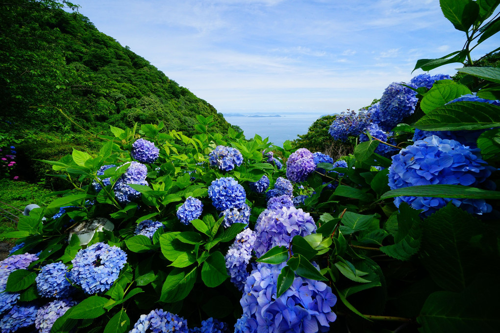 望海の紫陽花
