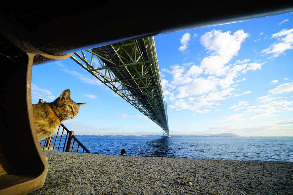 明石海峡大橋と猫