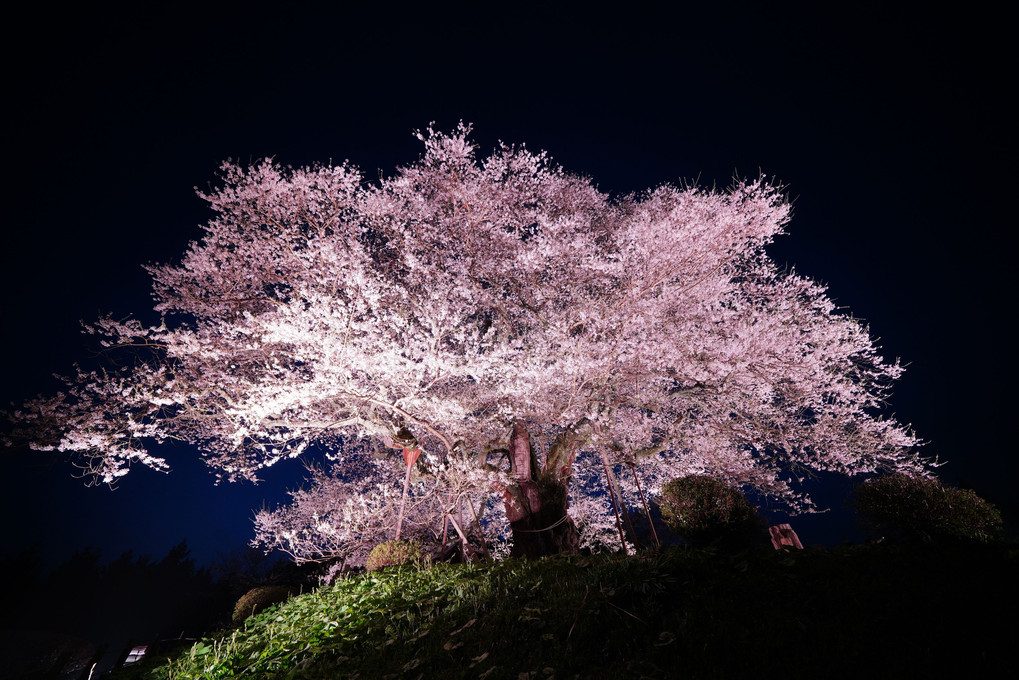 醍醐桜　夕景とライトアップ