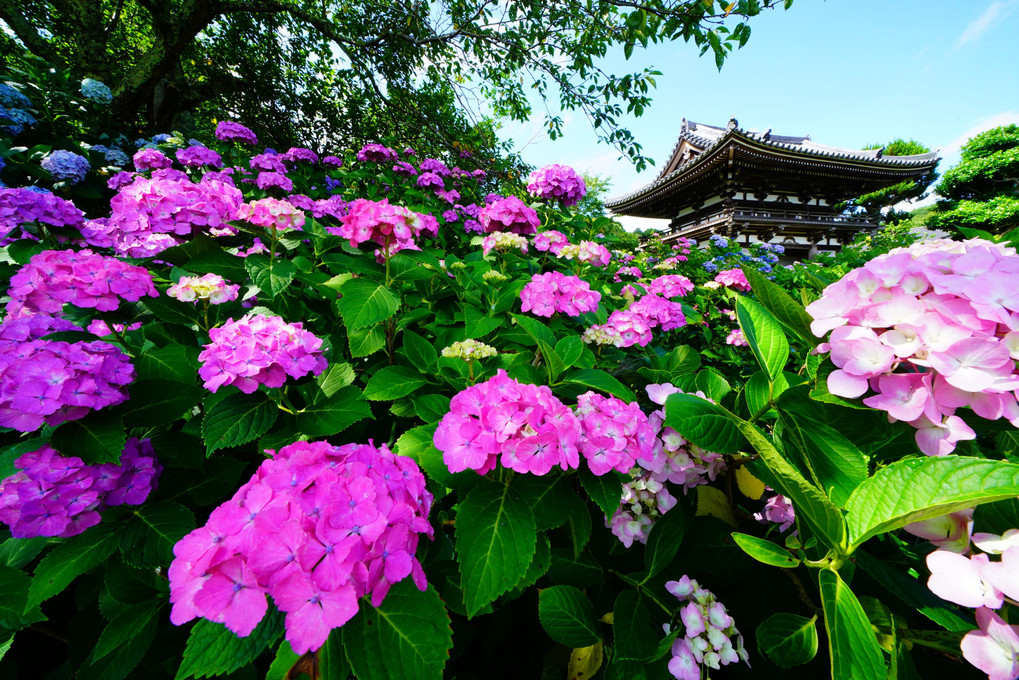 丹波の紫陽花寺