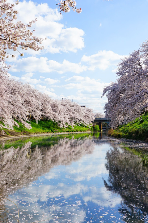 晴れた午後の桜並木