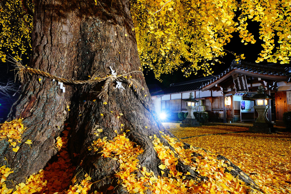 丹生酒殿神社の大銀杏