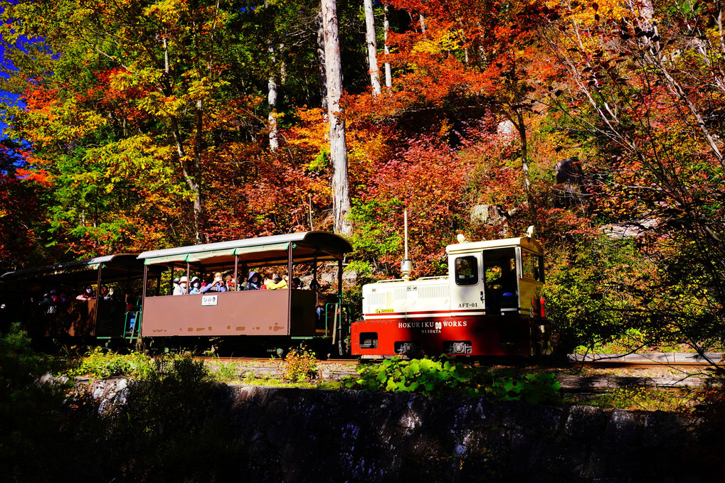 赤沢自然休養林の森林鉄道