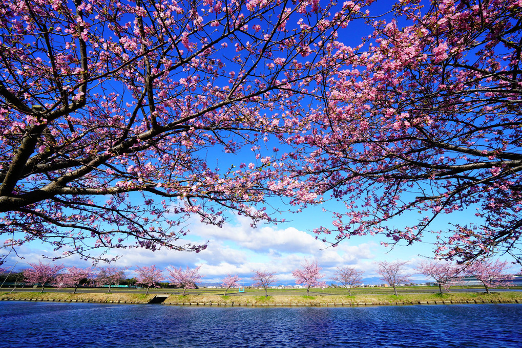 運河沿いの河津桜