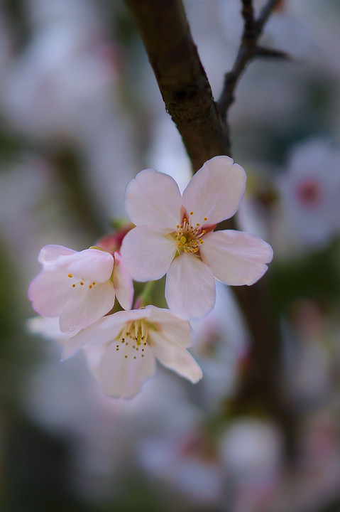 海外の桜も咲きました