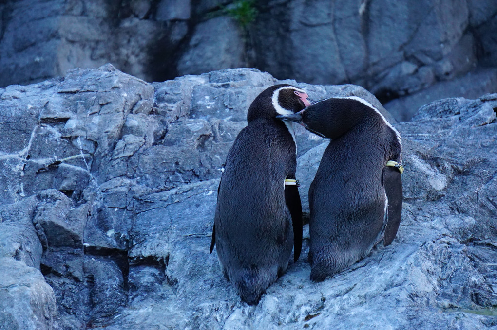 ペンギンたちのクリスマス＠葛西臨海水族園